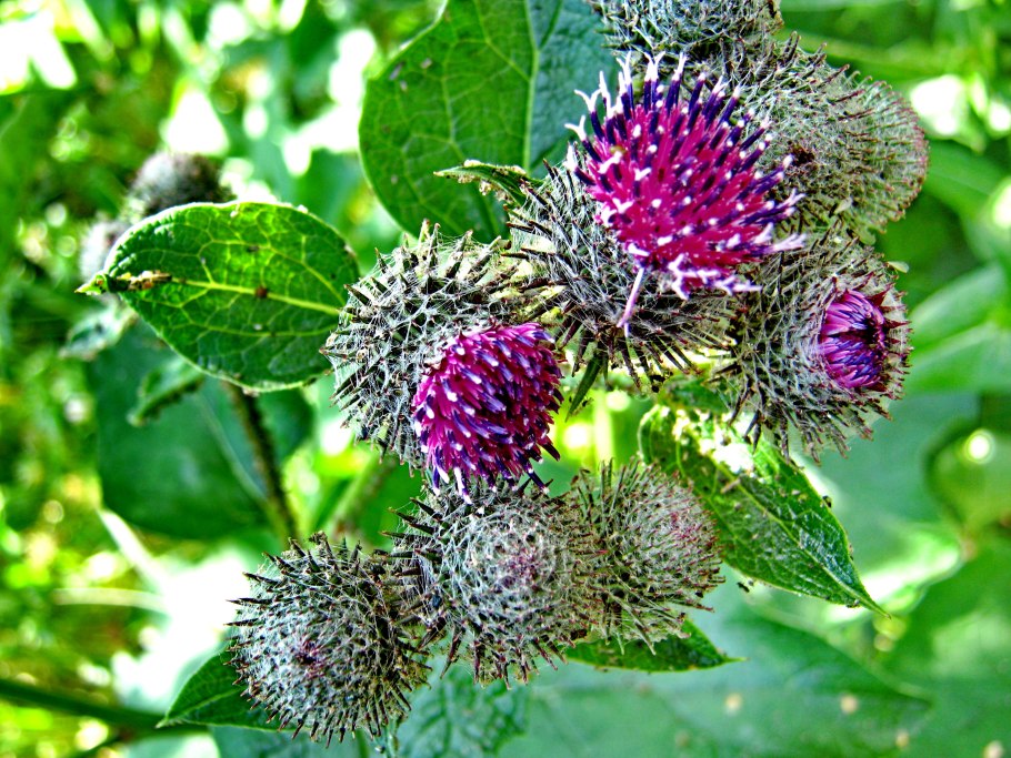 Репей лопух