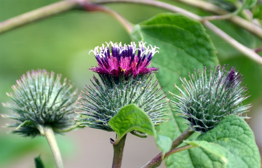 Лопух Arctium Lappa