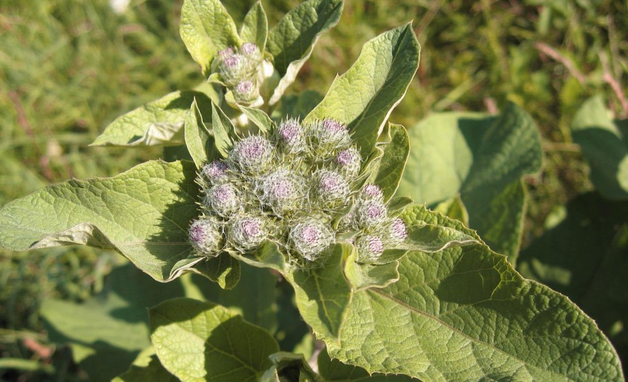 Репейник (Burdock)