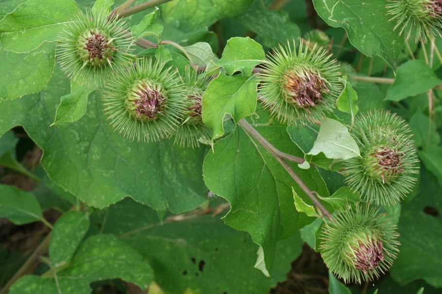Репейник (Burdock)
