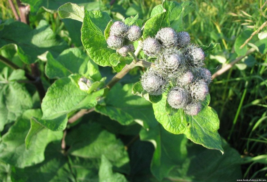 Лопух Arctium Lappa