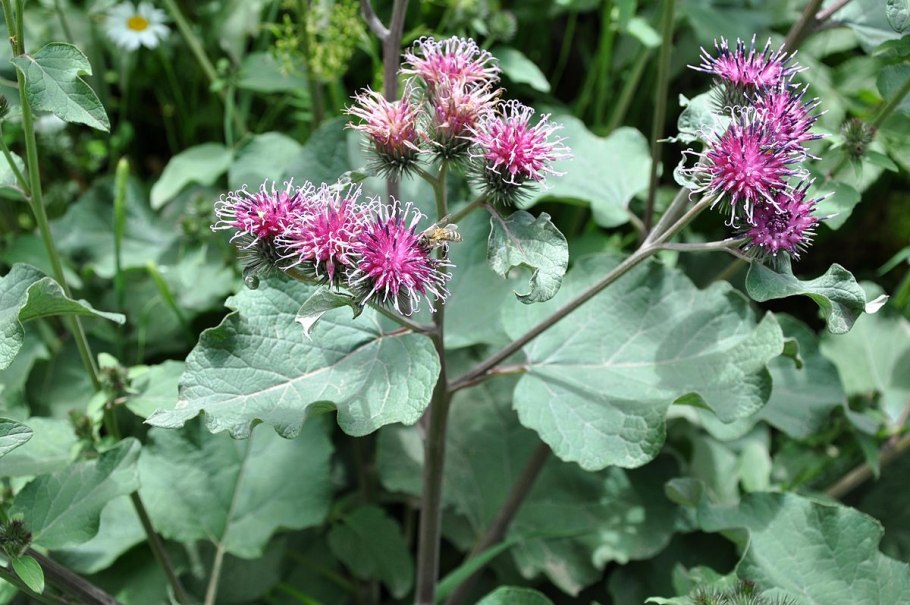 Лопух Arctium Lappa