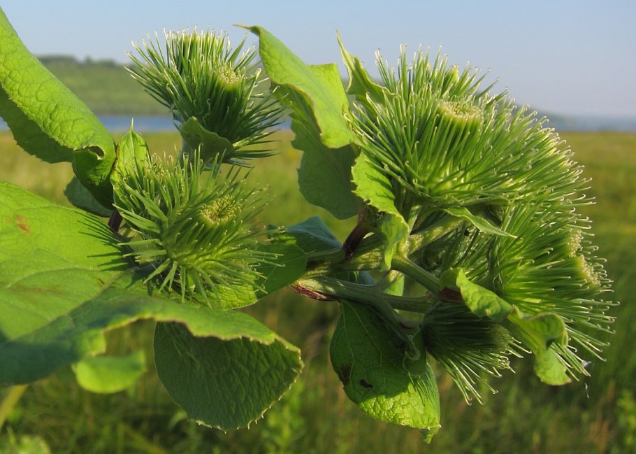 Лопух Arctium Lappa
