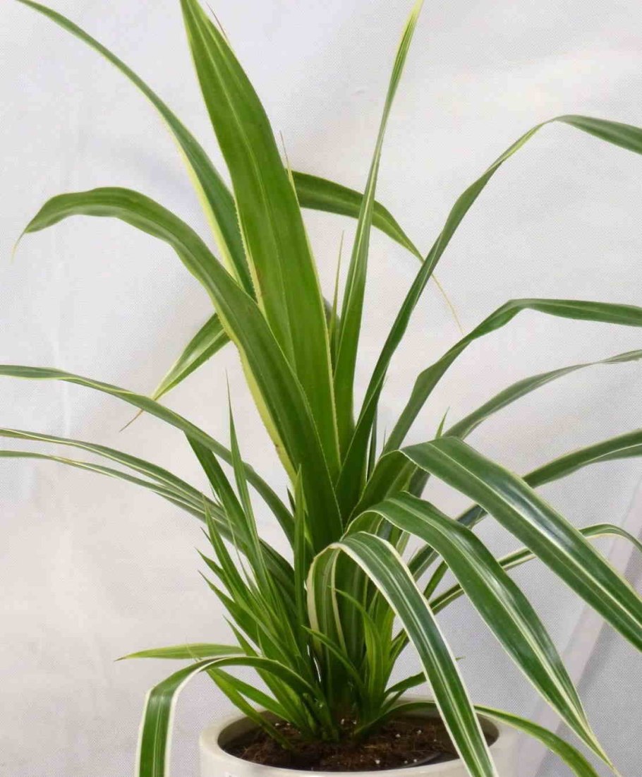 Панданус сандера