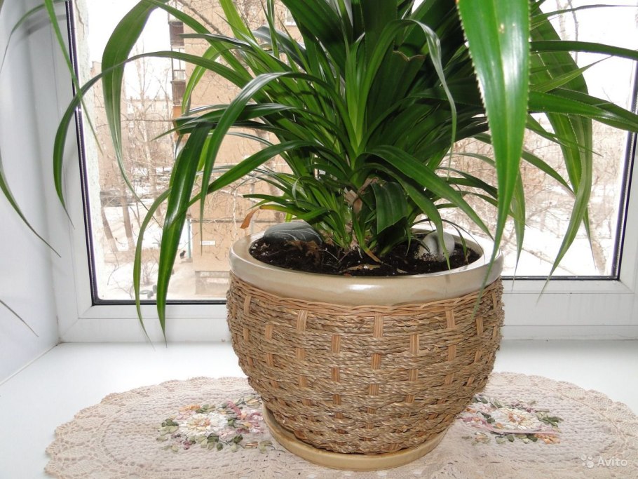 Плод панданус Вейча