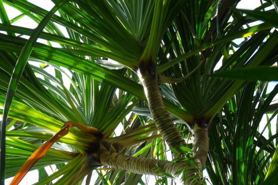 Pandanus tectorius