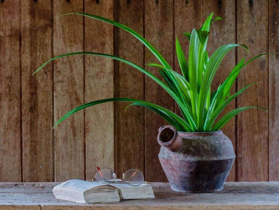 Панданус австралийский