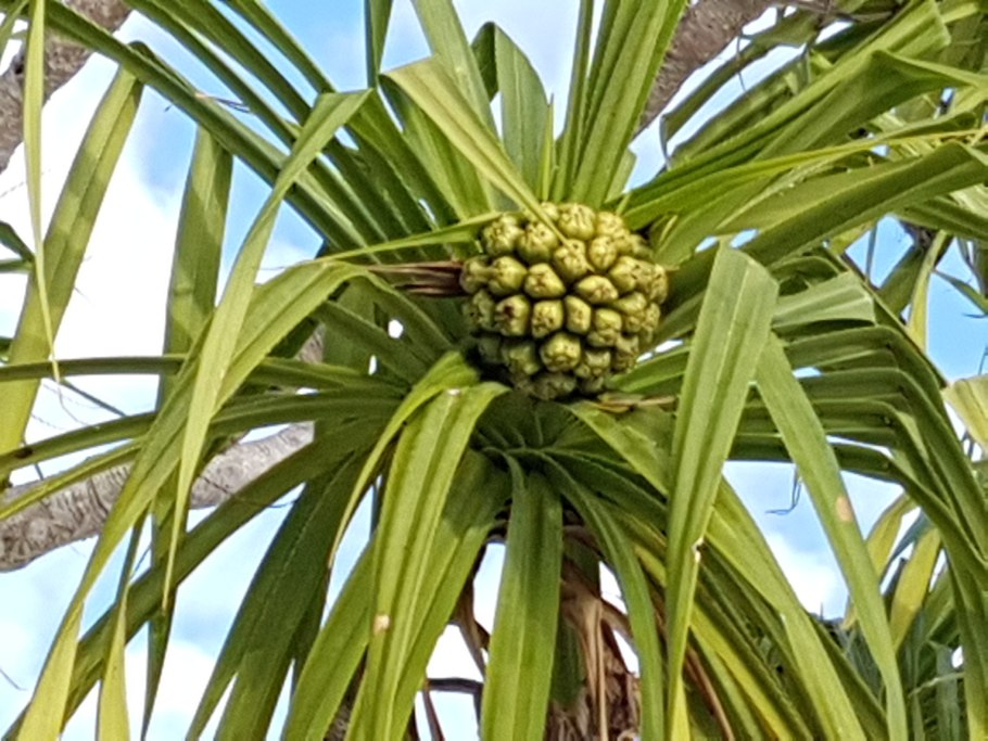Pandanus растение