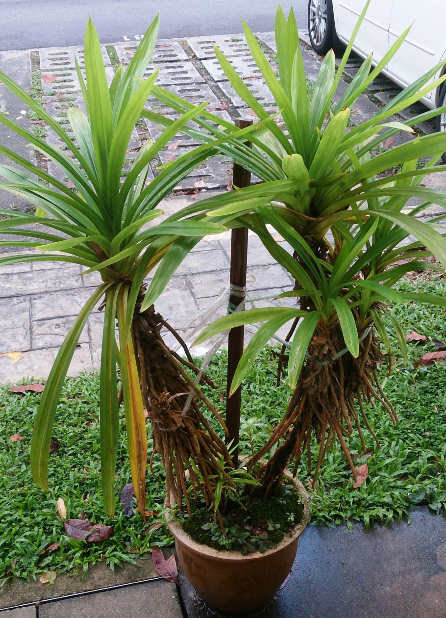 Pandanus tectorius