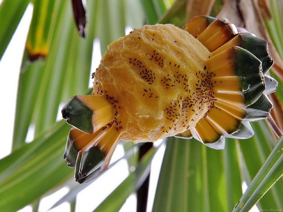Pandanus odorifer