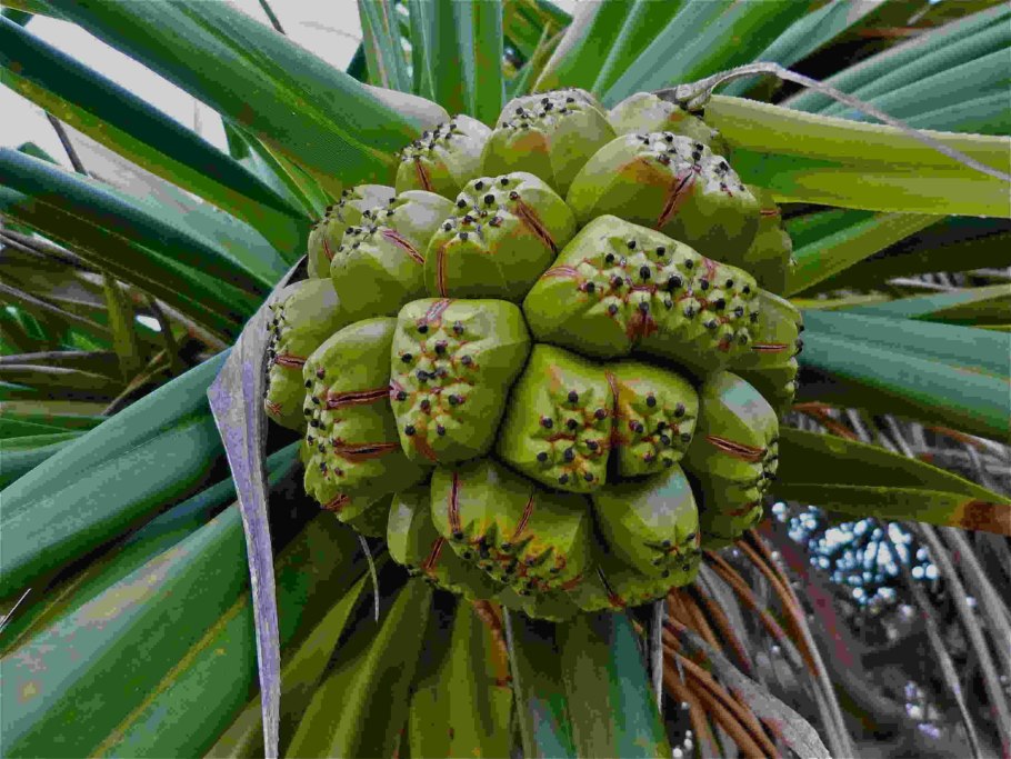 Пандан плод