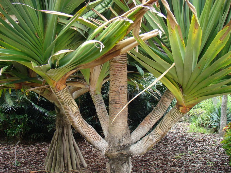 Pandanus utilis