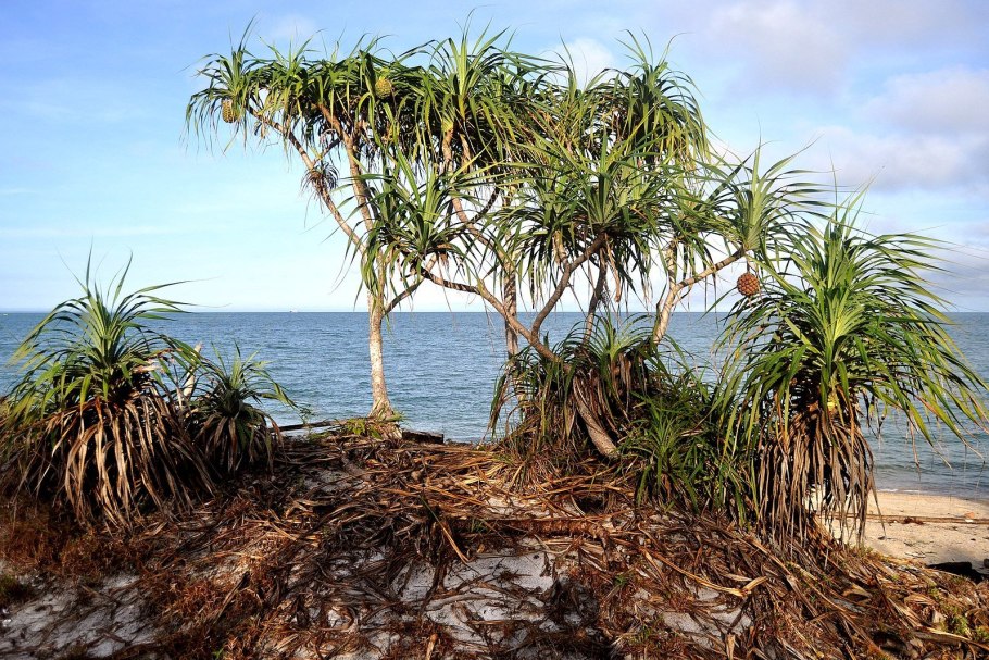 Пандан растение вкус