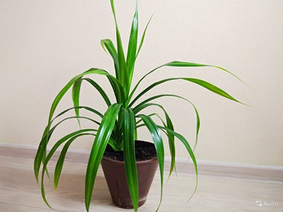 Панданус винтовая пальма