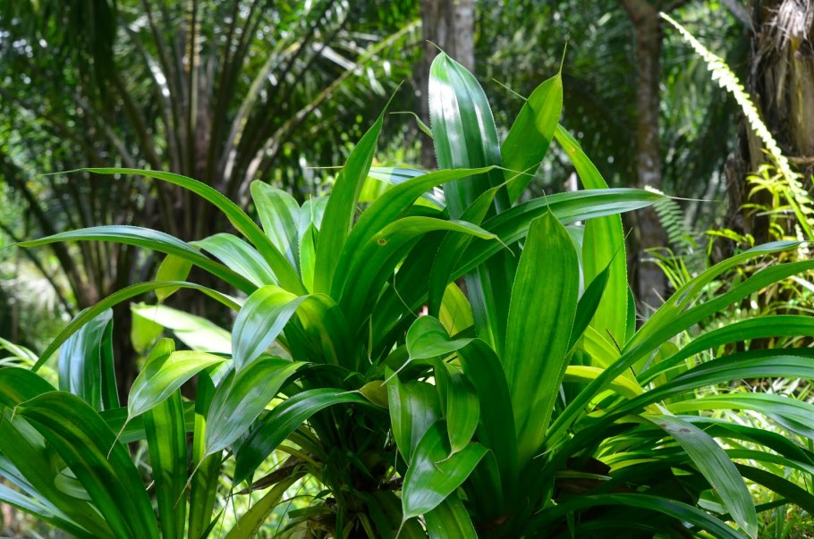 Панданус винтовая пальма