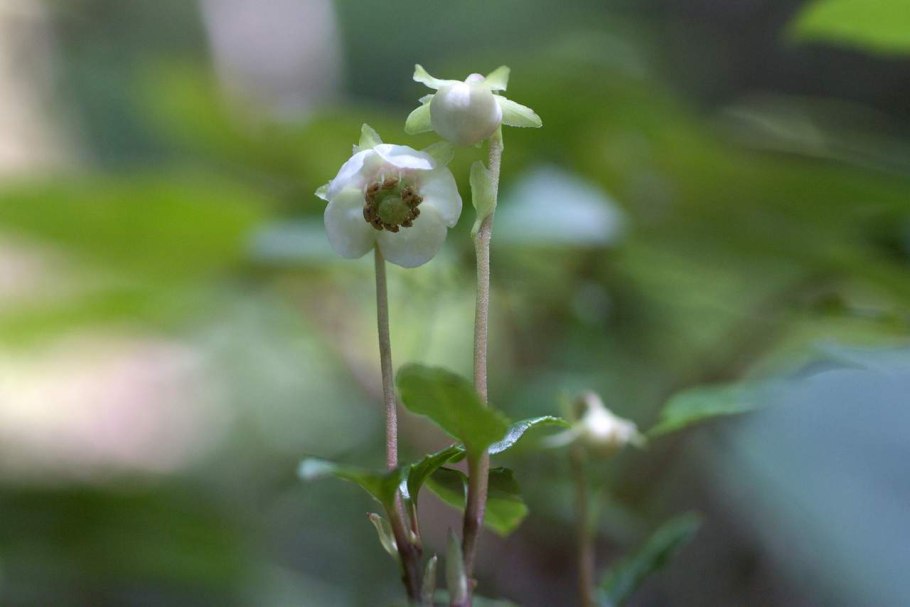 Chimaphila japonica