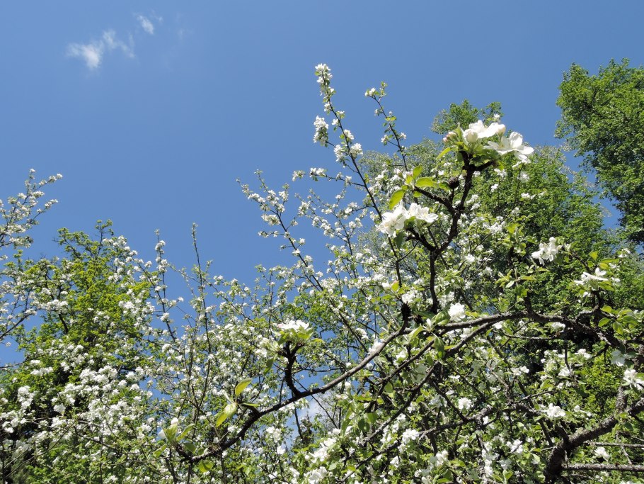 Церцис канадский багряник