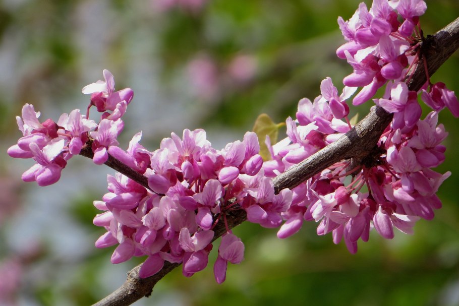 Церцис цветение