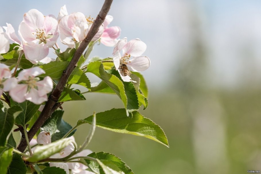 Цветущие груши на Кубани