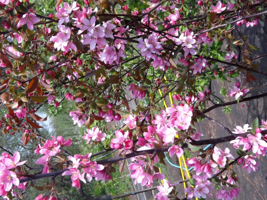 Цветы макро