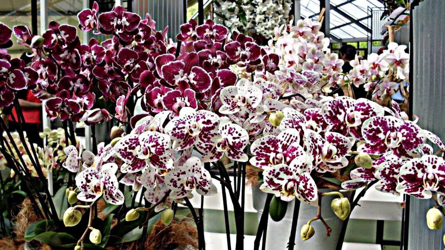 Фаленопсис denver