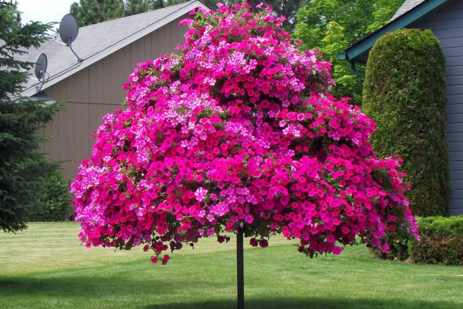 Удобрение Агрис герань