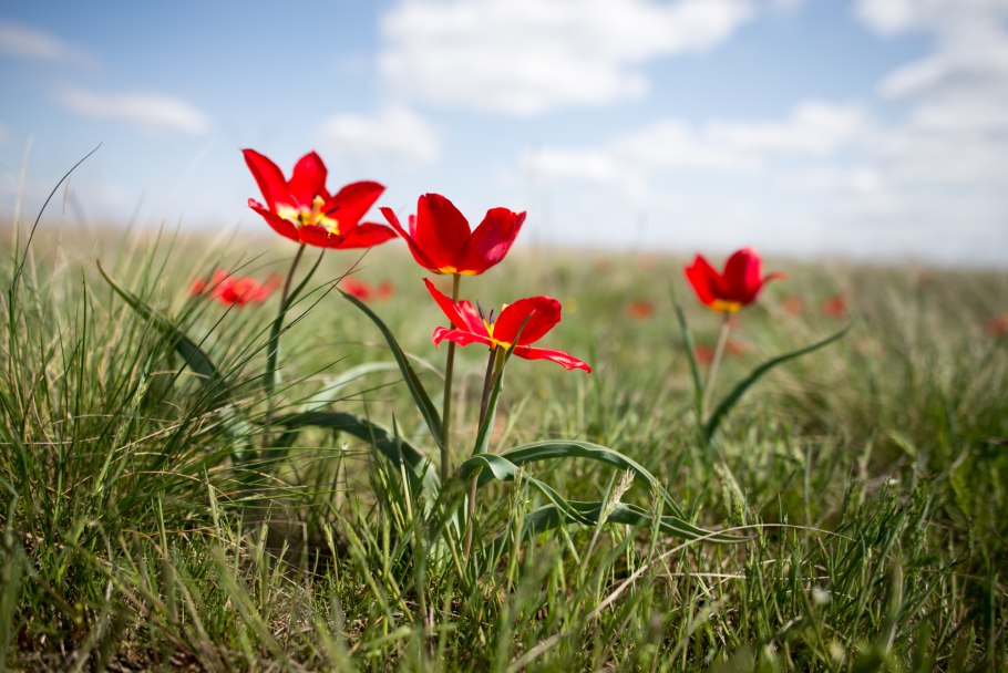 Вишня Дикая цветение цветение