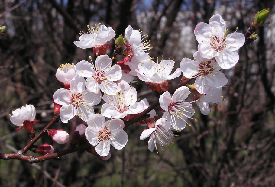 Яблоня декоративная Хелена