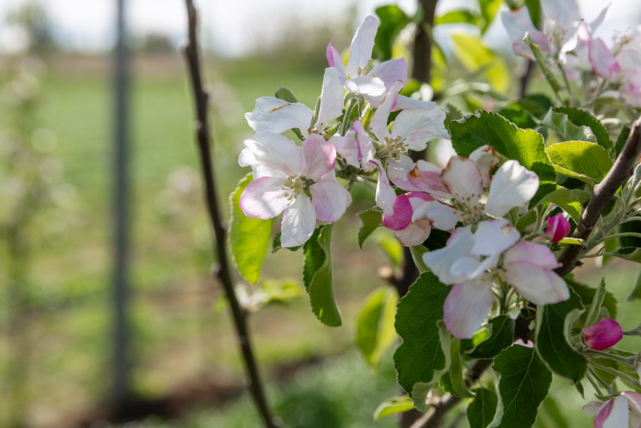 Суперинтенсивный яблоневый сад