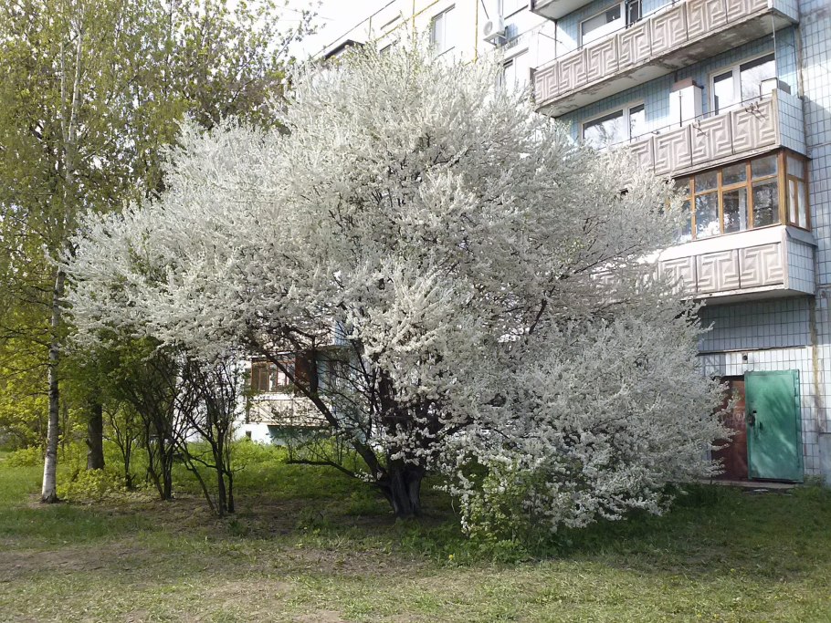 Prunus cerasifera Pissardi