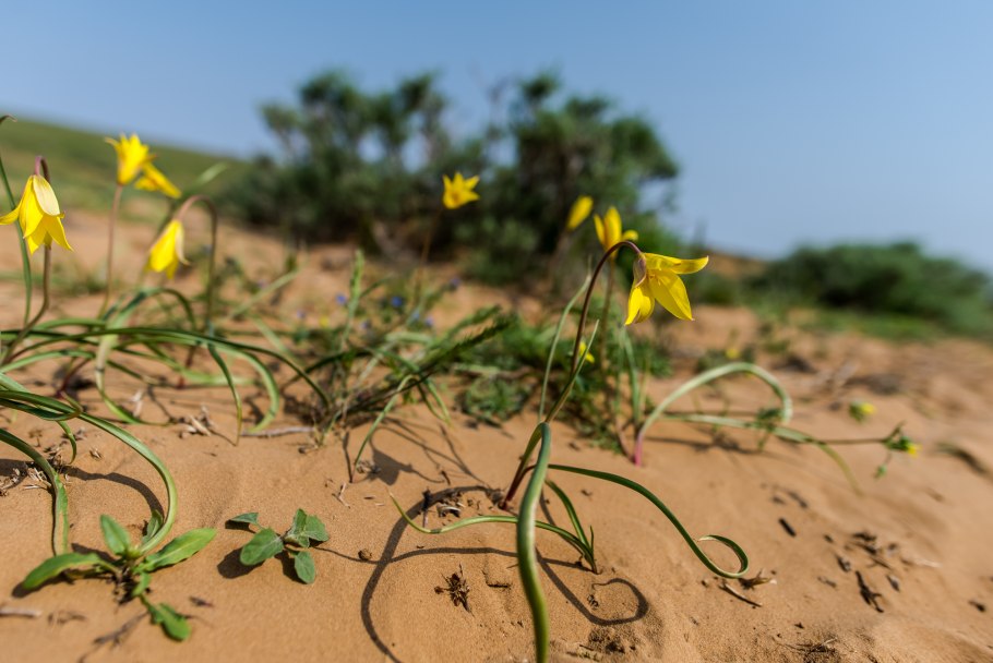 Деревья весной