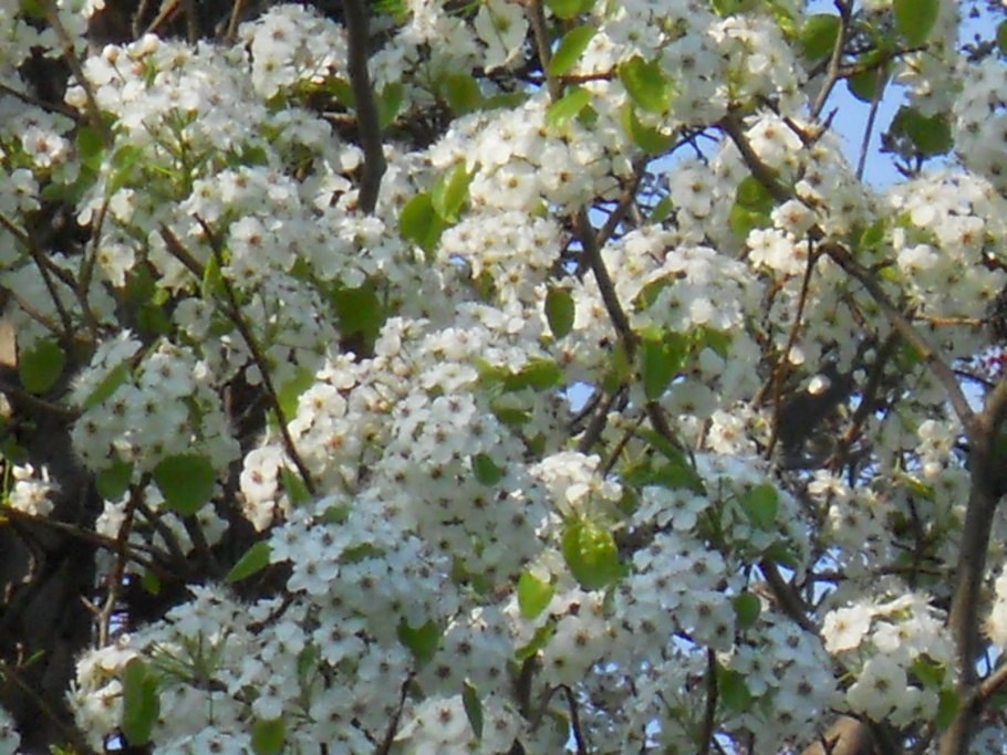 Соцветие абрикоса