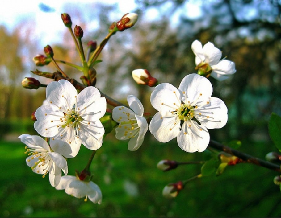 Вишня обыкновенная цветение