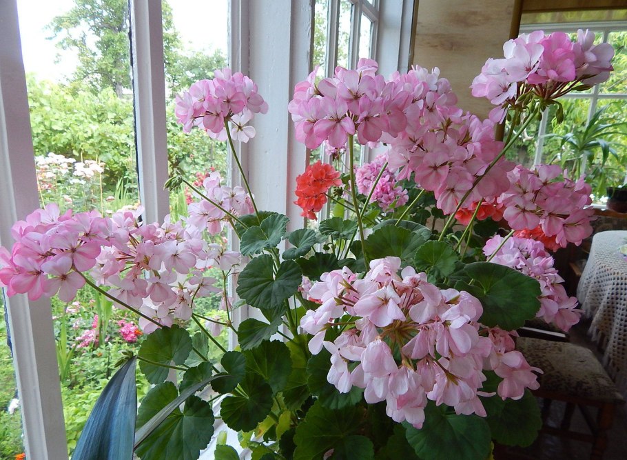 Форзиция - Forsythia INT. Spectabilis