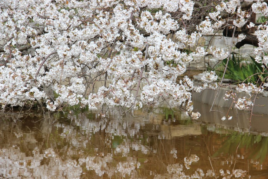 Петуния вегетативная Джоконда