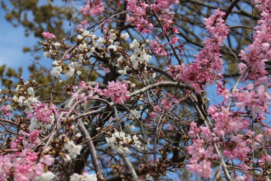 Сакура в дендрарии сочи