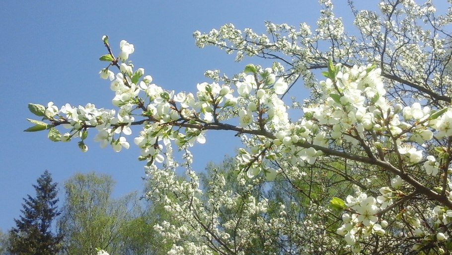 Оптина пустынь Весна