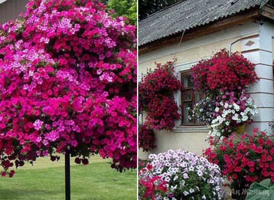 Декоративная яблоня розовоцветущая