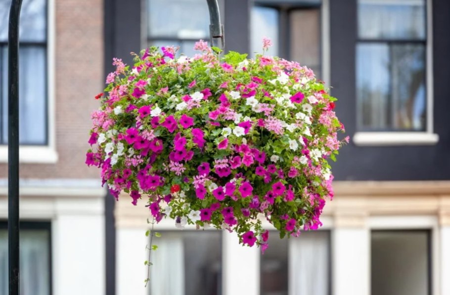 Ампельная петуния