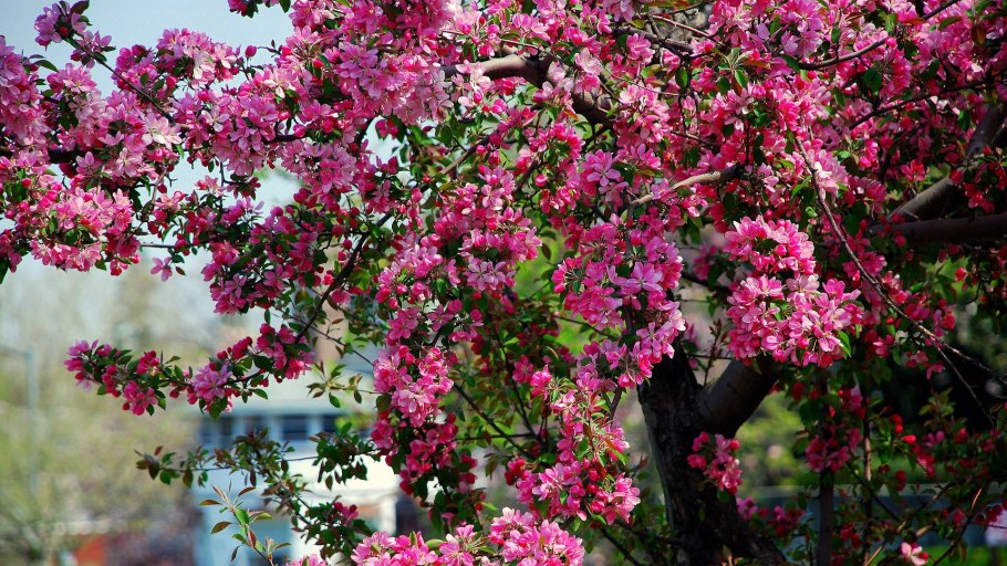 Дерево с розовыми цветами