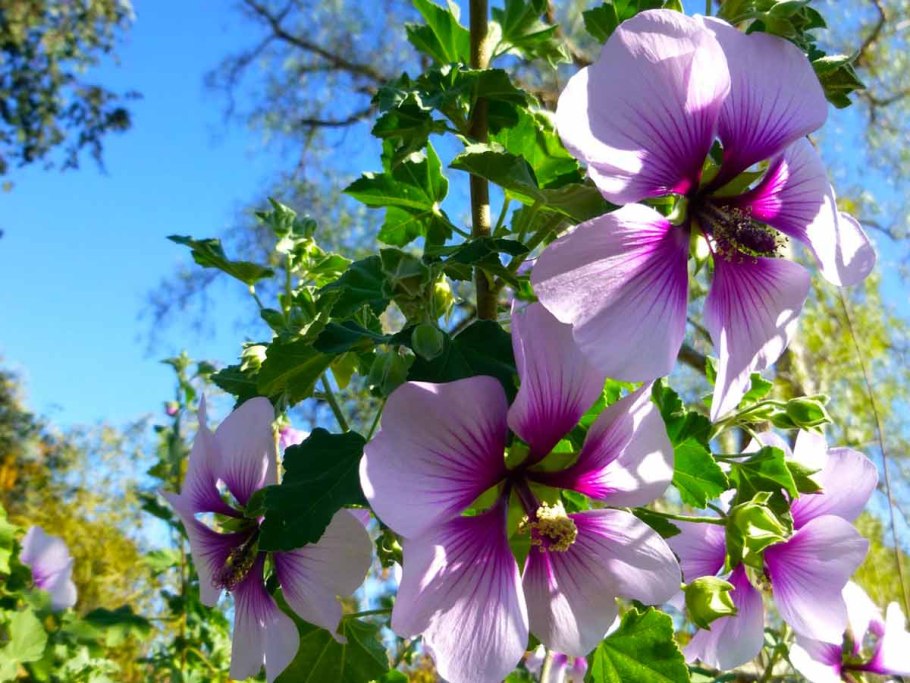 Вишня Тургеневка цветет