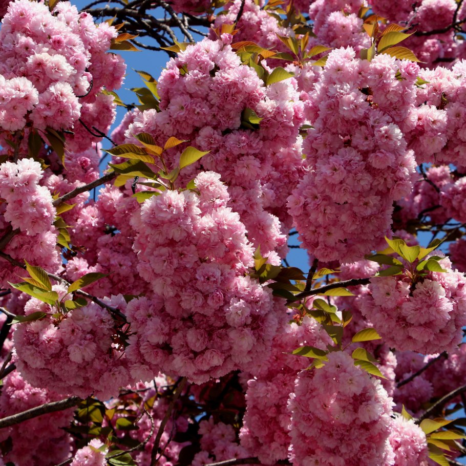 Отцветшая герань