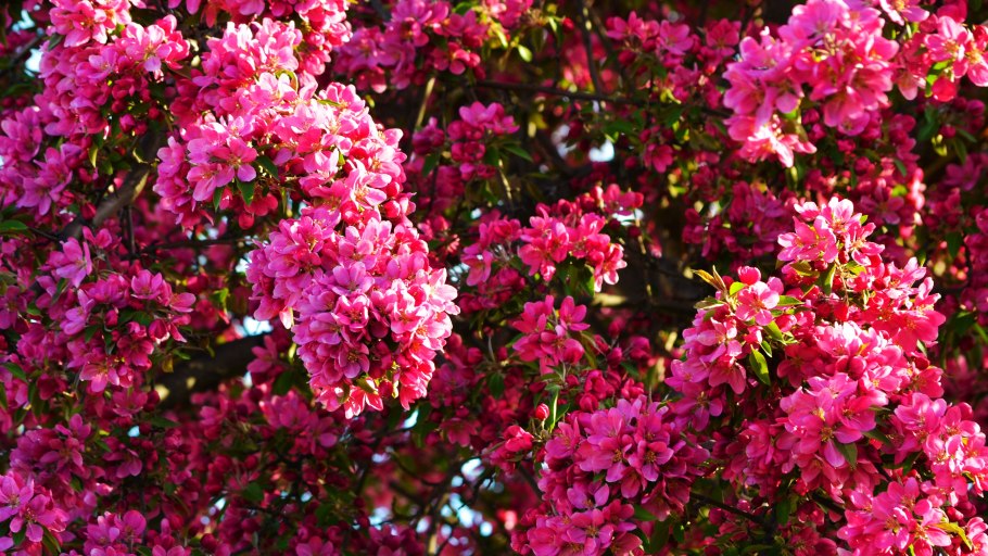 Петуния ампельная вытянулась