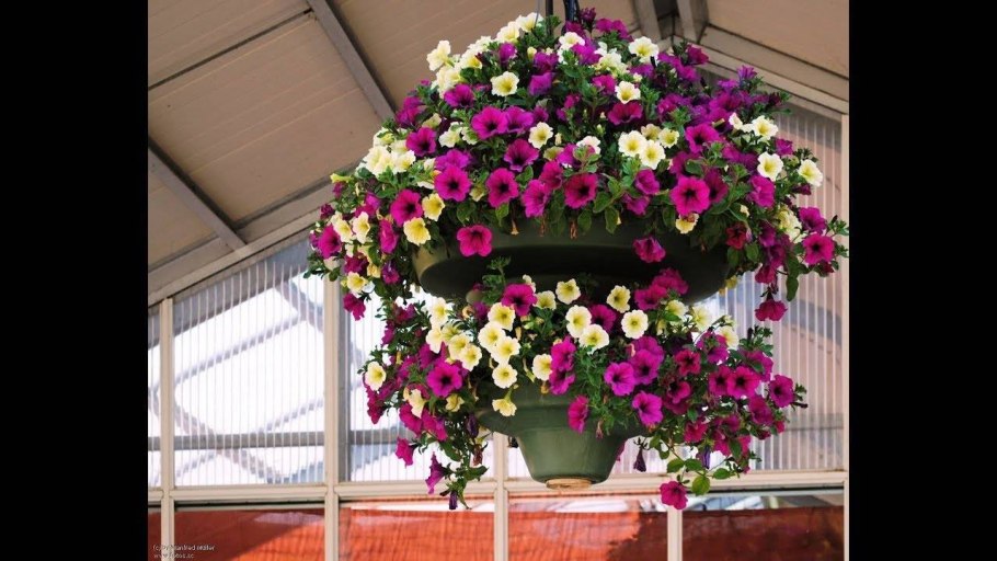 Фаленопсис Reykjavik