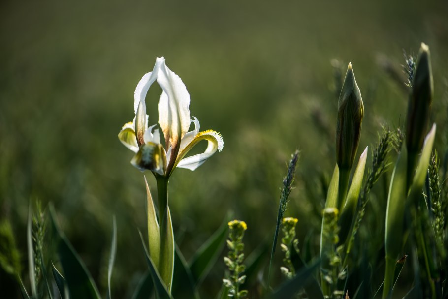 Фуксия Fuchsia