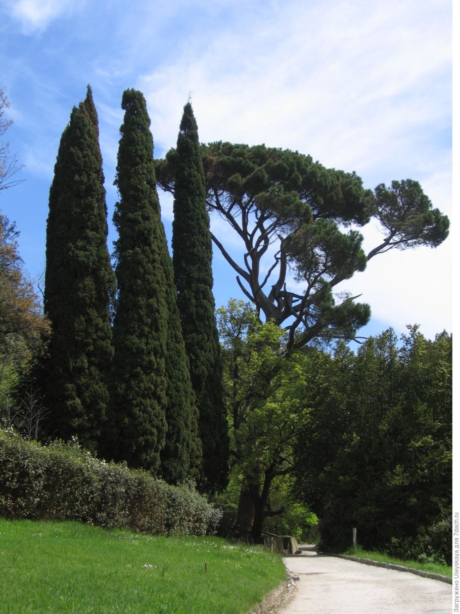 Кипарис вечнозеленый Крым