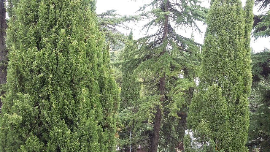 Кипарис Вита