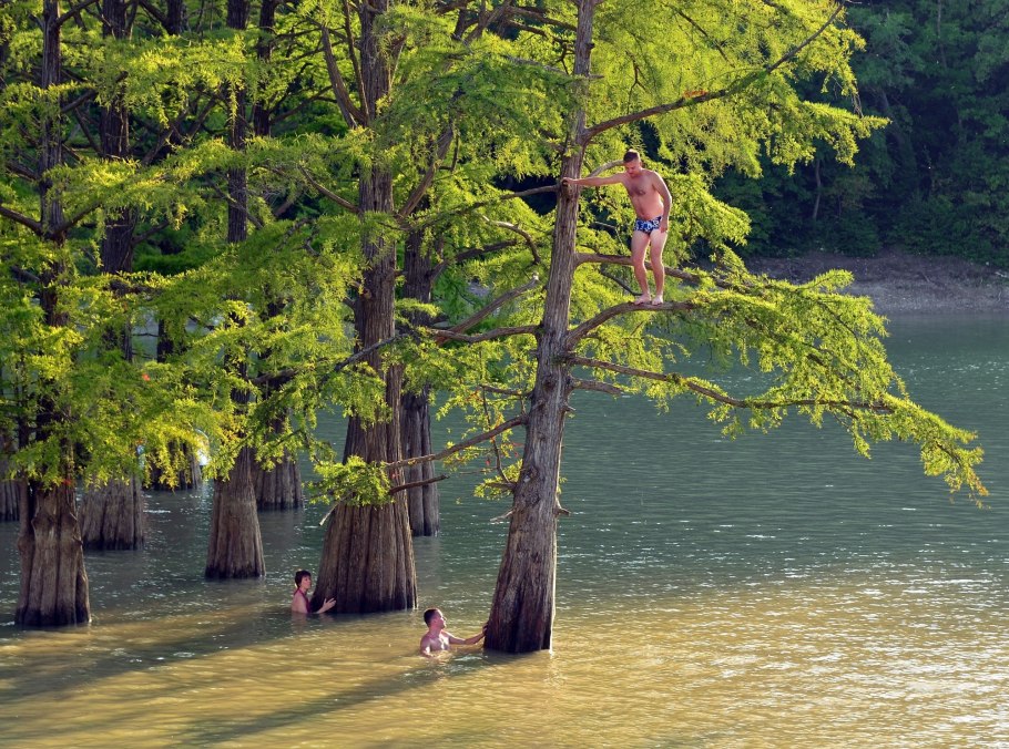 Фицройя кипарисовидная