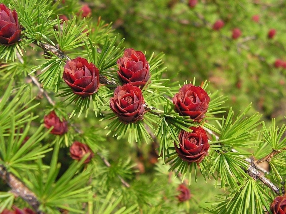 Кипарисовое озеро засуха