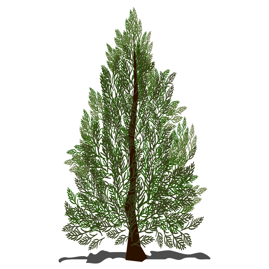 Хвойник Купрессус